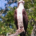 Osprey