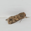 Moth