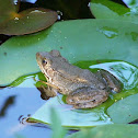 Bronze Frog