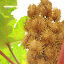 अरंडी Castor oil plant