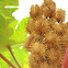 अरंडी Castor oil plant