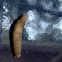 Large Crane Fly (pupa)