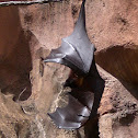 Fox bat!