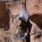 Fox bat!