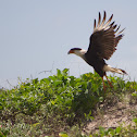 Caracara