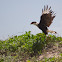 Caracara