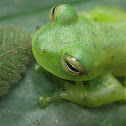 Glass Frog