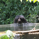 Andean bear