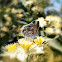 Davara Hairstreak.
