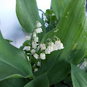 Lily of the Valley (μιγκές)