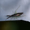 Plant Bug