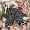 Chinese Serow droppings