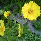 Large-flowered tickseed