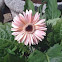 Gerber daisy