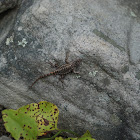 Eastern Fence Lizard