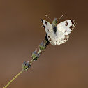 Mariposa (Bath White)