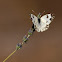 Mariposa (Bath White)