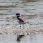 Ringed Plover; Chorlitejo Grande