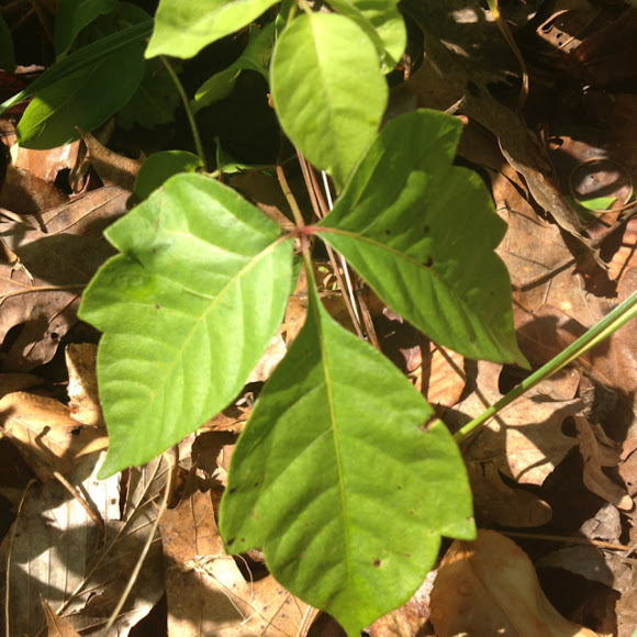 Spotting Image 1