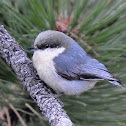 Pygmy Nuthatch