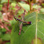 Saltamontes