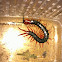 red leg centipede