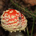 Fly agaric