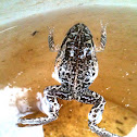 Spotted Marsh Frog