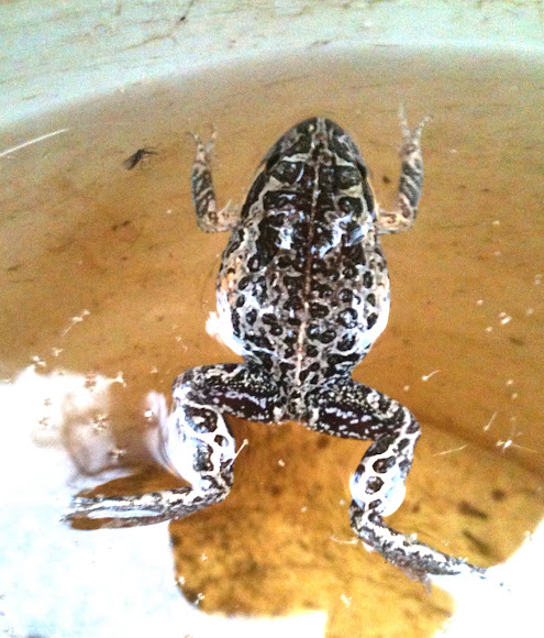 Spotting Image 1