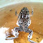 Spotted Marsh Frog