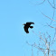 crow