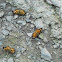 Pearl Crescent