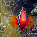 Tomato Clownfish