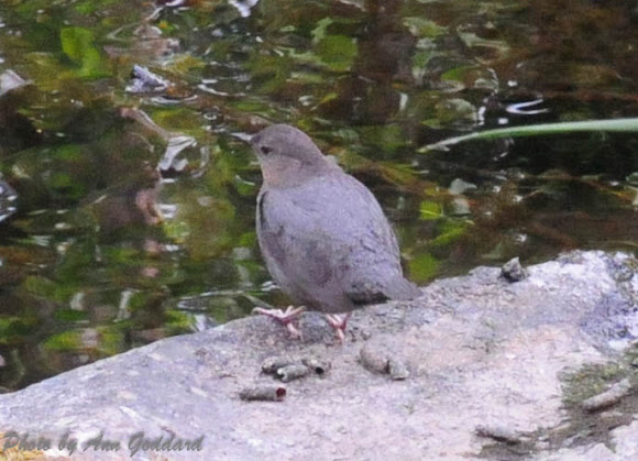 Spotting Image 1