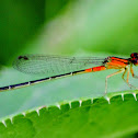 Cherry Bluet Damsel Fly