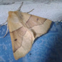 Scalloped Oak
