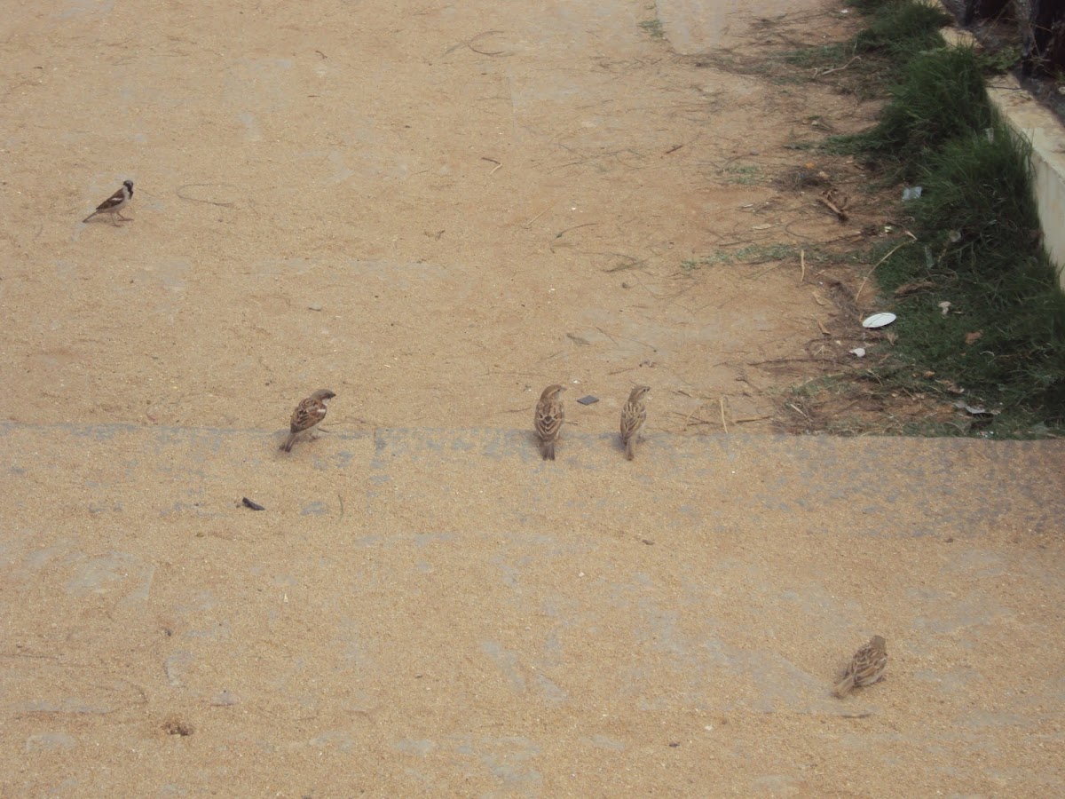 House Sparrow