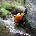California newt