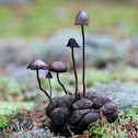Moose Panaeolus