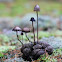 Moose Panaeolus