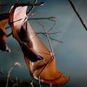 Flying Fox