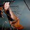Flying Fox