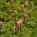 Strap Coral fungus