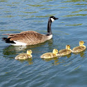 Canada Goose
