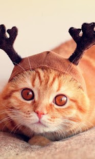 How to install Scottish Fold Wallpapers lastet apk for bluestacks