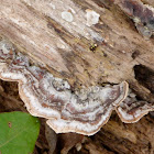 Turkey-tail fungus