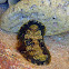Mossy Chiton  
