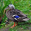 Mallard hybrid
