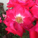 Shrub rose