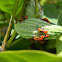 Large Milkweed Bug